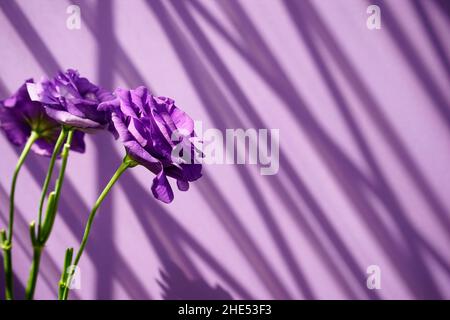 Fond violet de fleurs avec espace.Eustoma, lisianthus ou gentiane de prairie contre le violet clair avec ombre portée sur la texture abstraite de mur. Banque D'Images