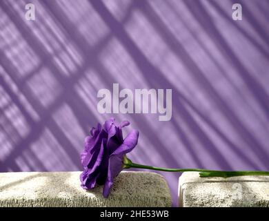 Fleur violette Eustoma sur le béton de grunge blanc et la fenêtre d'ombre portée contre le mur violet résumé texture arrière-plan.Espace pour votre texte, conception. Banque D'Images