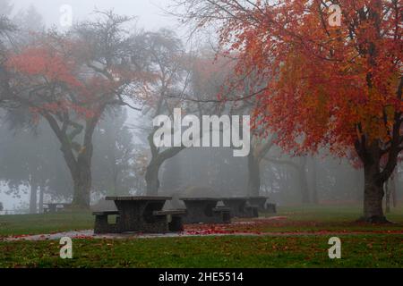 Belle scène de parc d'automne.Superbes arbres avec des feuilles rouges et jaunes d'orange.Des tables de pique-nique sont à côté de la route au milieu.Certaines feuilles sont sur le g Banque D'Images