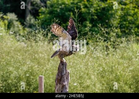 Photo de Wildlief de la grande chouette des cornes Banque D'Images