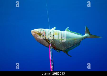 Cette amberjack, Seriola rivoliana, a été attrapée par un pêcheur au large de l'île de Yap, États fédérés de Micronésie, Océan Pacifique.Les Amberjacks vont Banque D'Images