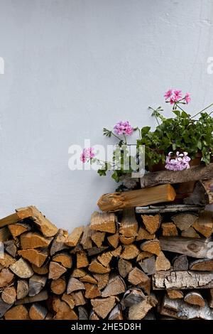 bois de chauffage empilé sur un mur blanc avec un géranium à fleur rose Banque D'Images