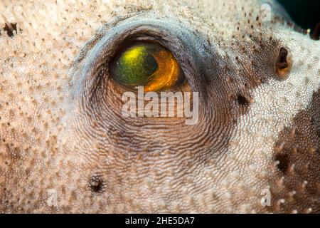 Un regard de près sur l'œil d'un puffeur à pois noirs ou d'un puffeur à tête de chien, Arothron nigrepunctatus, Yap, États fédérés de Micronésie. Banque D'Images