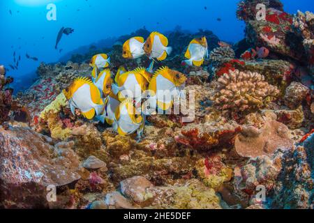 Le butterflyfish pyramidal, Hemitaurichthys polylepis, avec des nageoires dorsales évasées pour attirer l'attention d'un wrasse hawaïen endémique, Labroides Banque D'Images