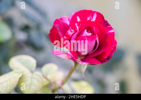 image de la fleur de rose de dabra abrade Banque D'Images