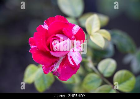 image de la fleur de rose de dabra abrade Banque D'Images