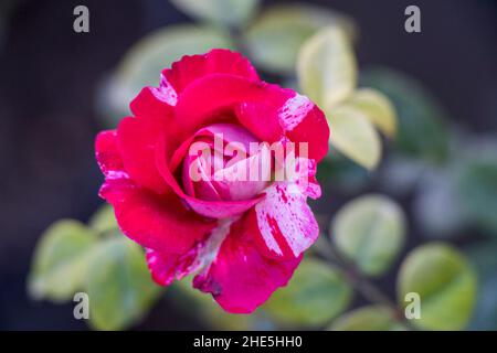 image de la fleur de rose de dabra abrade Banque D'Images