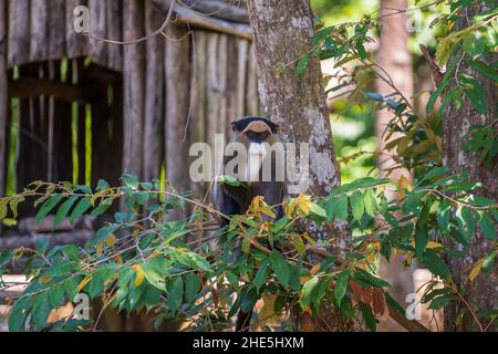 Singe de Brazza sur un arbre dans la nature, gros plan.Animaux sauvages africains Banque D'Images