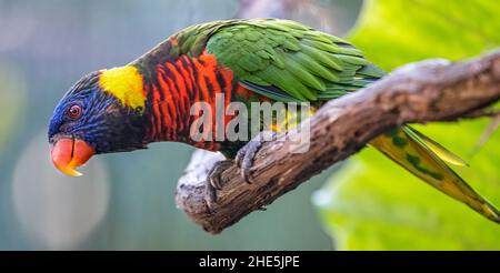 Un Lorikeet de noix de coco (Trichoglossus haematodus), parfois classé comme un Lorikeet arc-en-ciel (Trichoglossus moluccanus), au zoo de Jacksonville.(ÉTATS-UNIS) Banque D'Images