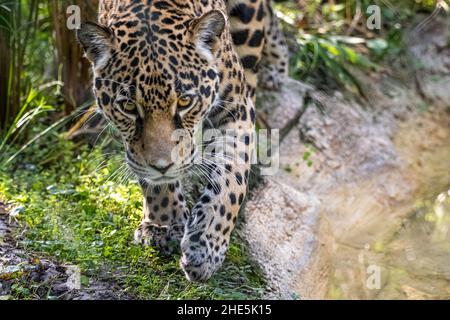 À l'approche de jaguar (Panthera onca), un prédateur à la pointe des Amériques, au zoo et jardins de Jacksonville, en Floride.(ÉTATS-UNIS) Banque D'Images