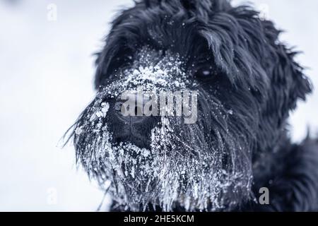 Magnifique chien noir géant Schnauzer lors d'une promenade en hiver par temps enneigé. Banque D'Images