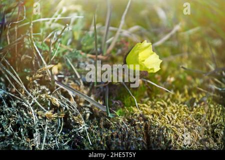 Fleurs hautes de l'arctique modestes..Pavot arctique (Papaver radicatum).Franz Joseph Land Banque D'Images