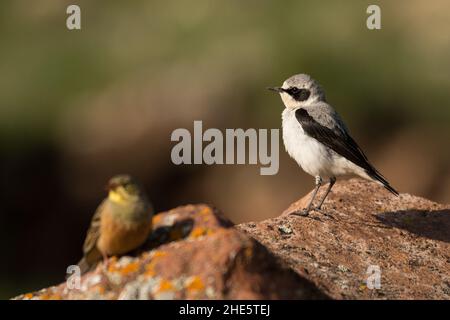 Superbe photo d'oiseau.Petit-lait du Nord / Oenanthe oenanthe Banque D'Images