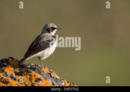 Superbe photo d'oiseau.Petit-lait du Nord / Oenanthe oenanthe Banque D'Images