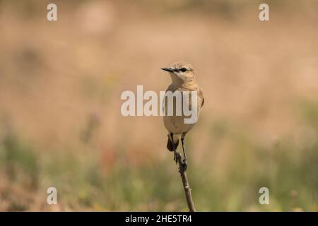 Superbe photo d'oiseau.Isabelline wheatear / Oenanthe isabellina Banque D'Images