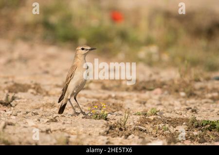 Superbe photo d'oiseau.Isabelline wheatear / Oenanthe isabellina Banque D'Images