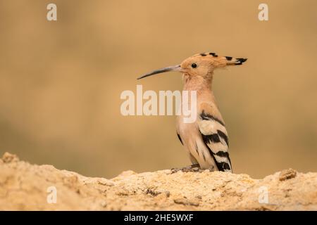 Aloès eurasien / éppes Upupa Banque D'Images