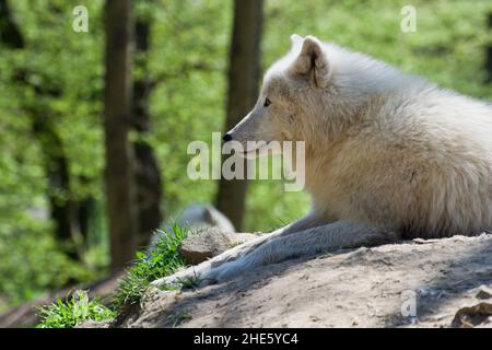 Loup arctique en captivité Banque D'Images