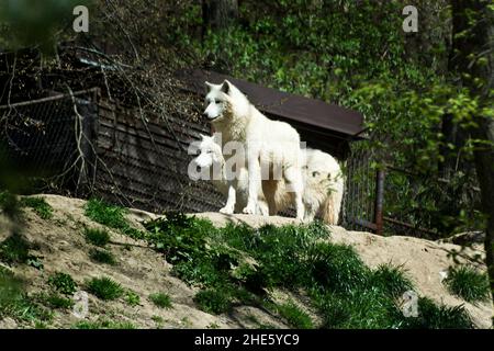 Loup arctique en captivité Banque D'Images