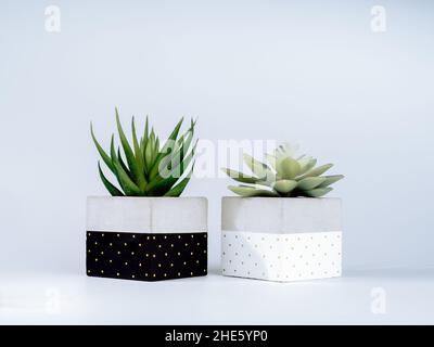 Deux types de plantes vertes succulentes dans deux jardinières en béton peint par bricolage isolées sur fond blanc.La forme cubique de la moderne noir et blanc c Banque D'Images