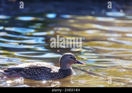 Canard colvert incroyable sur les montagnes lac Banque D'Images