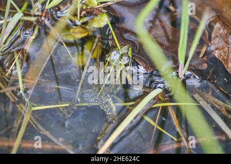 La grenouille comestible, Pélophylax esculentus, est également connue sous le nom de grenouille d'eau commune ou grenouille verte.C'est un hybride de grenouille de piscine et de grenouille de marais et est utilisé un Banque D'Images