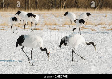 Oiseaux de grue à couronne rouge (Tanchou) sur un site de reproduction à Hokkaido, au Japon. Banque D'Images