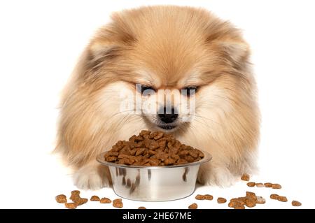 Isolat de spitz de Poméranie.Le chien mange de la nourriture sèche dans un bol.Nourriture pour chiens Banque D'Images