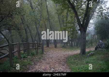 Bois brumeux avec piste de terre et clôture en bois Banque D'Images