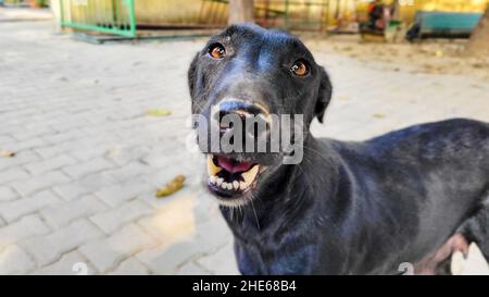 Chien errant dans les rues Banque D'Images