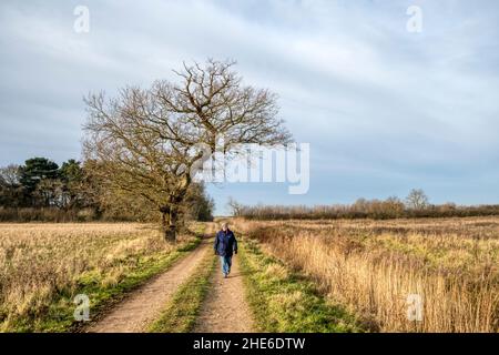 Femme marchant dans la campagne à Ken Hill à Norfolk lors d'une belle journée en hiver. Banque D'Images