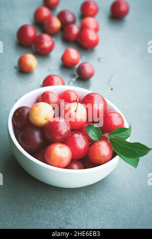 Bol de prunes de cerises sauvages (Prunus cerasifera) Banque D'Images