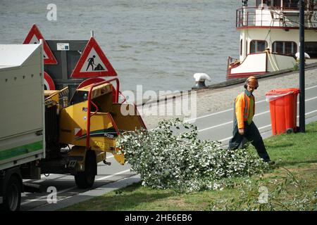 Homme dans un costume de chaudière et un casque orange en train d'insérer des branches d'arbre dans un chipper en bois de grande capacité. Banque D'Images