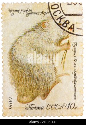 Les timbres de la série « animaux en fourrure » imprimés par l'URSS montrent « nutria White » Banque D'Images