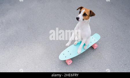 Le chien fait un penny board à l'extérieur. Vue de dessus d'un terrier Jack russell sur un skateboard Banque D'Images