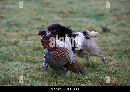 Un jeune spaniel Springer Gun-dog qui récupère un faisan récemment tourné, dans une scène automnn dans Northumberland, en Angleterre Banque D'Images