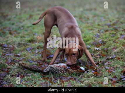 Un jeune Vizsla Gun-dog de récupération d'un faisan récemment tourné, dans une scène automnn dans Northumberland, en Angleterre Banque D'Images