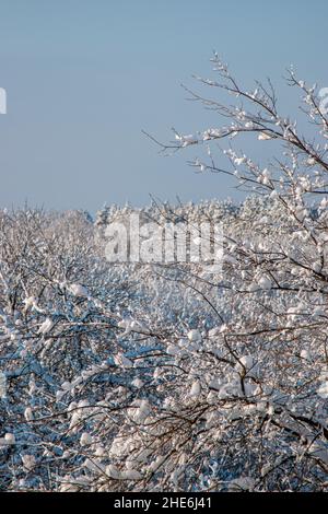 Branches d'arbres recouvertes de neige épaisse.Beaux arbres enneigés en montagne.Une épaisse couche de neige couvre les branches des arbres en forêt en Bulgarie. Banque D'Images