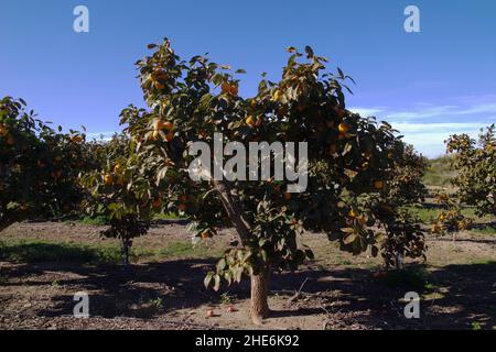 Agriculture de Valence - fruit mûr de persimmon orange sur les branches début décembre Banque D'Images