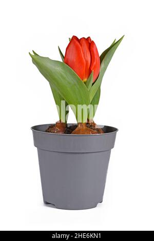 Petite tulipe rouge « Tulipa Red Paradise » dans un pot de fleurs sur fond blanc Banque D'Images