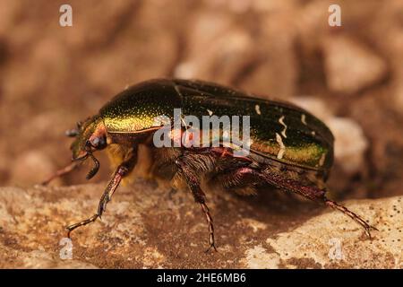 Gros plan sur le Chafer rose européen brillant métallique, Cetonia aurata, assis sur le sol dans le champ Banque D'Images