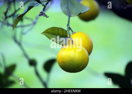 Gros plan des citrons sur les branches dans un jardin sous la lumière du soleil avec un fond flou Banque D'Images