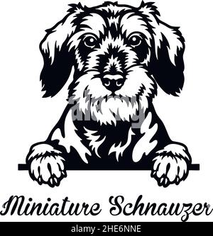 Chien de Pékin Schnauzer miniature - tête isolée sur fond blanc - vecteur Illustration de Vecteur