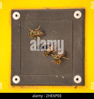 Le nid de Wasp dans une serrure électronique à Berlin Banque D'Images