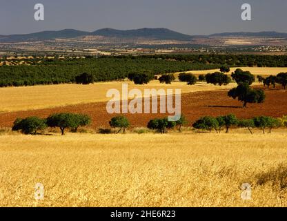 Espagne, Estrémadure, province de Badajoz, région de la Serena.Paysage de la Valle de la Serena dans les environs de la Nava. Banque D'Images