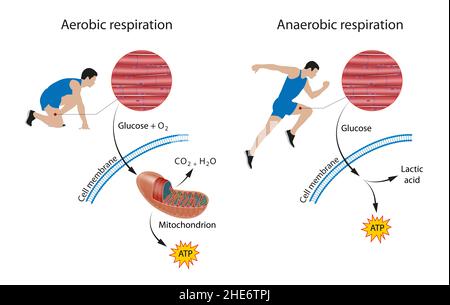 Respiration cellulaire : aérobie et anaérobie Banque D'Images