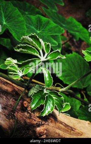 Gros plan de feuilles vertes fraîches d'une plante tropicale dans la forêt Banque D'Images