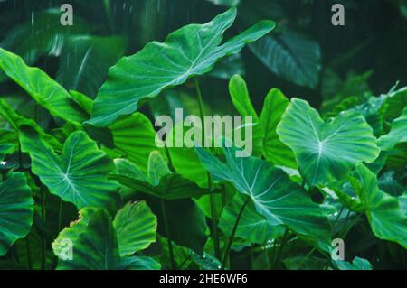 Gros plan de feuilles vertes fraîches d'une plante tropicale dans la forêt Banque D'Images