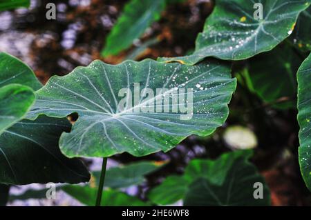 Gros plan de feuilles vertes fraîches d'une plante tropicale dans la forêt Banque D'Images