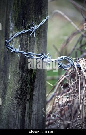 fil cannelé galvanisé agrafé sur le montant de la porte de ferme en bois Banque D'Images